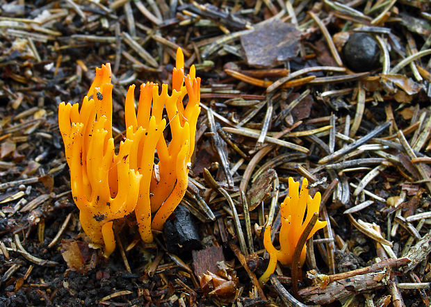 parôžkovec lepkavý Calocera viscosa (Pers.) Fr.