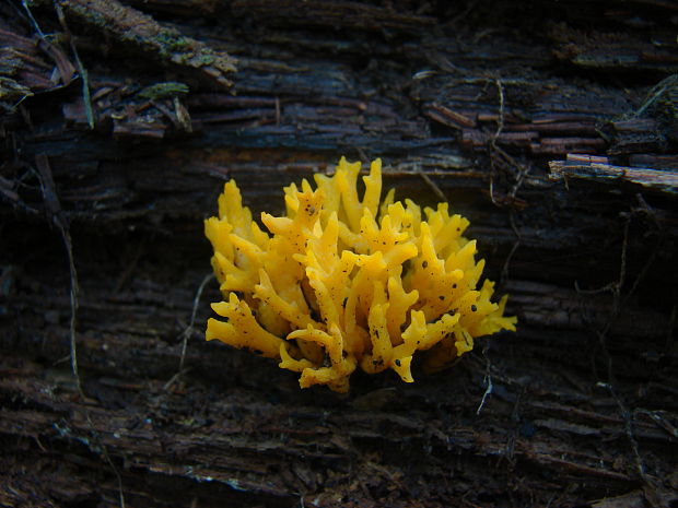 parôžkovec lepkavý Calocera viscosa (Pers.) Fr.