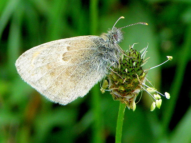 očkáň pohánkový Coenonympha pamphilus