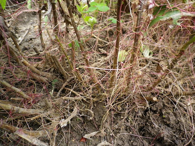 kukučina Cuscuta sp.