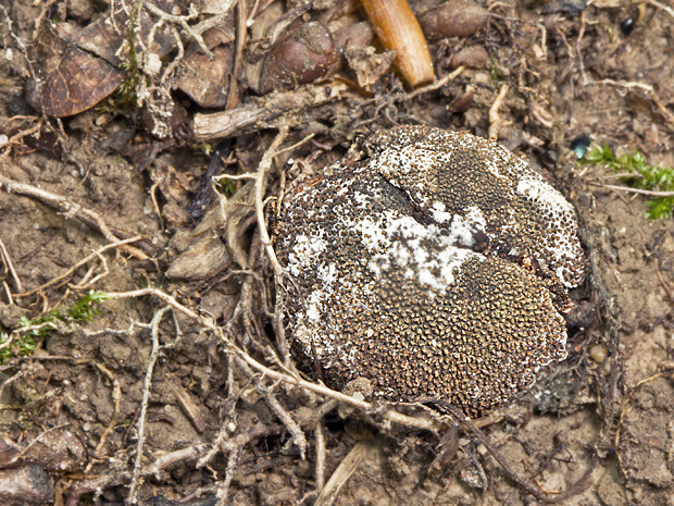 srnka Elaphomyces sp.