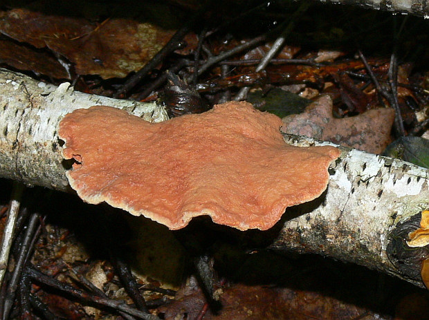 hlinovec červenkastý Hapalopilus rutilans (Pers.) Murrill