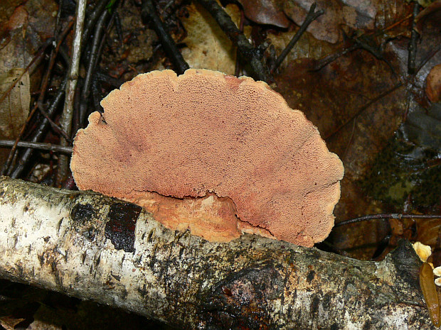 hlinovec červenkastý Hapalopilus rutilans (Pers.) Murrill