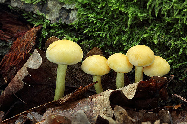 strapcovka zväzkovitá Hypholoma fasciculare (Huds.) P. Kumm.