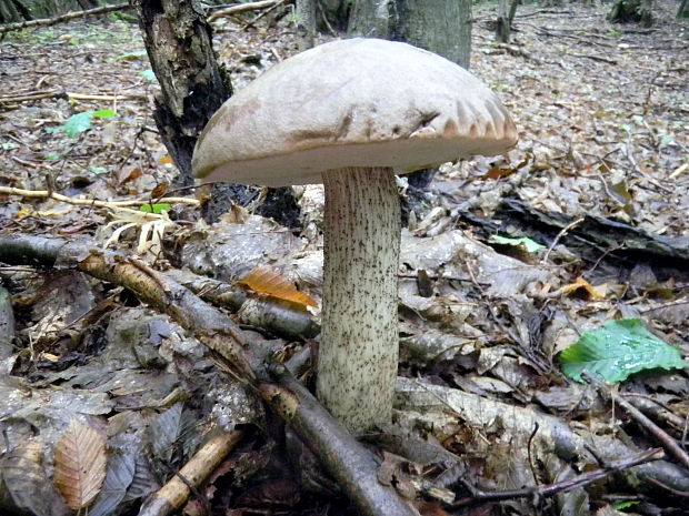 kozák hrabový Leccinum pseudoscabrum (Kallenb.) Šutara