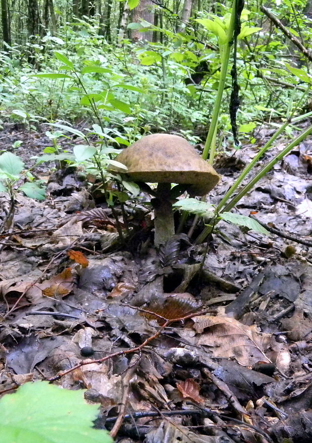 kozák hrabový Leccinum pseudoscabrum (Kallenb.) Šutara