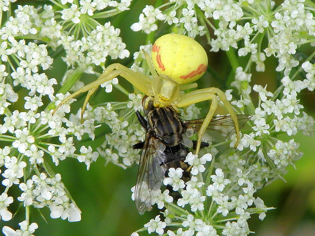 kvetárik dvojtvarý Misumena vatia