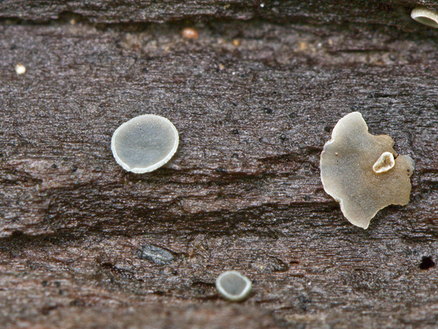 molízia? Mollisia sp.