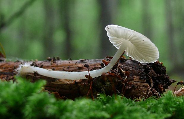 prilbička Mycena sp.