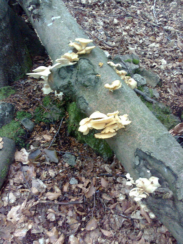 hliva buková Pleurotus pulmonarius (Fr.) Quél.