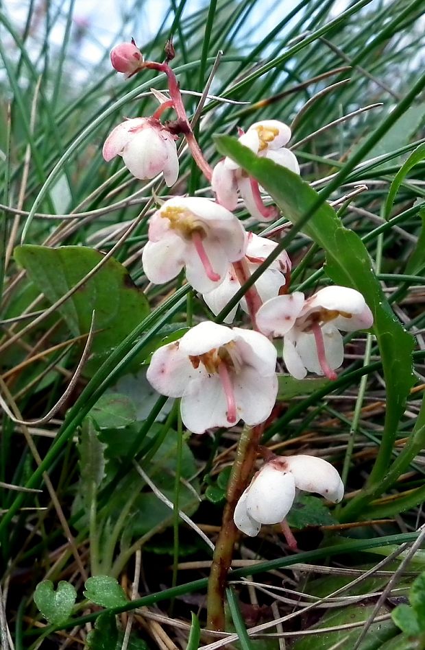 hruštička karpatská Pyrola carpatica Holub et Křísa