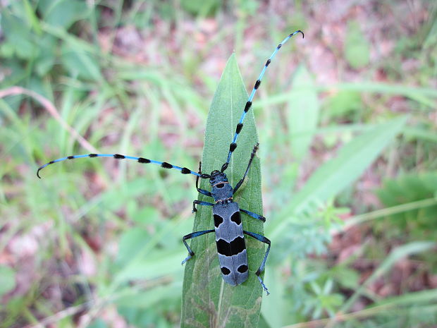 fuzáč alpský Rosalia alpina