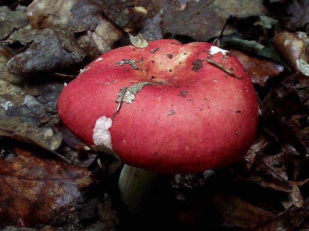 plávka jahodovočervená Russula paludosa Britzelm.