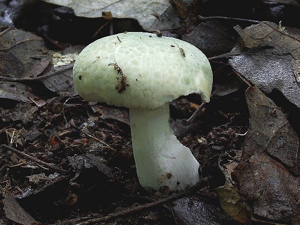 plávka zelenkastá Russula virescens (Schaeff.) Fr.