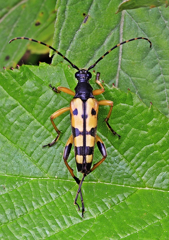 fuzáč škvrnitý Rutpela maculata