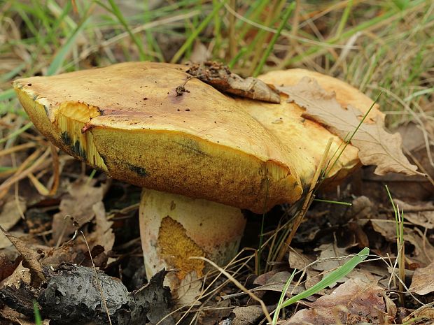 hríb zrnitohlúbikový Sutorius luridiformis (Rostk.) G. Wu & Zhu L. Yang