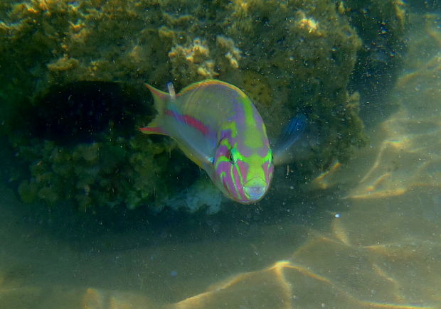 . Thalassoma klunzingeri