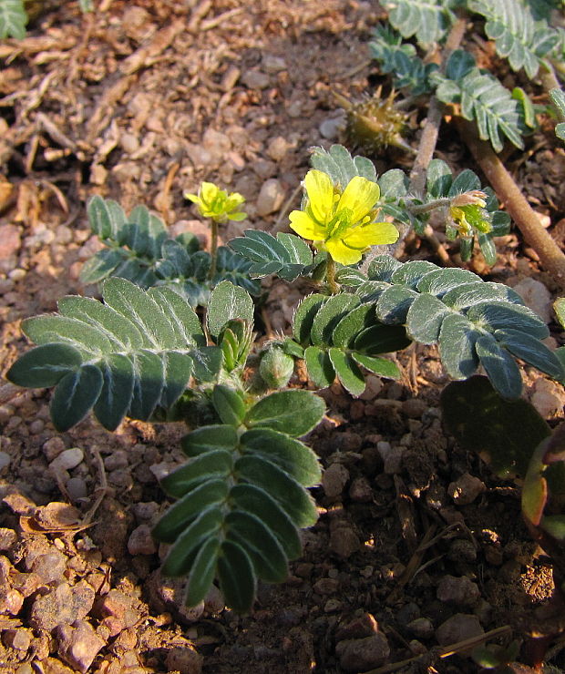 kotvičník zemný Tribulus terrestris L.