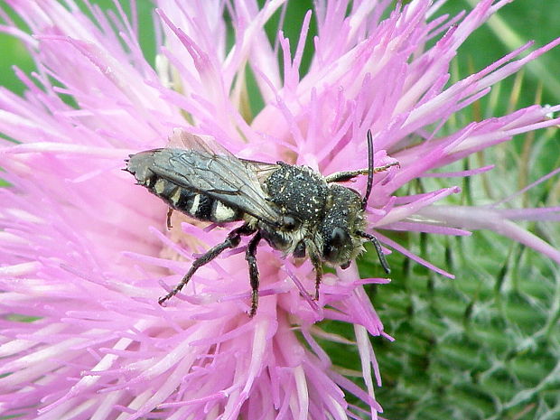 blanokrídlovec  Coelioxys sp.