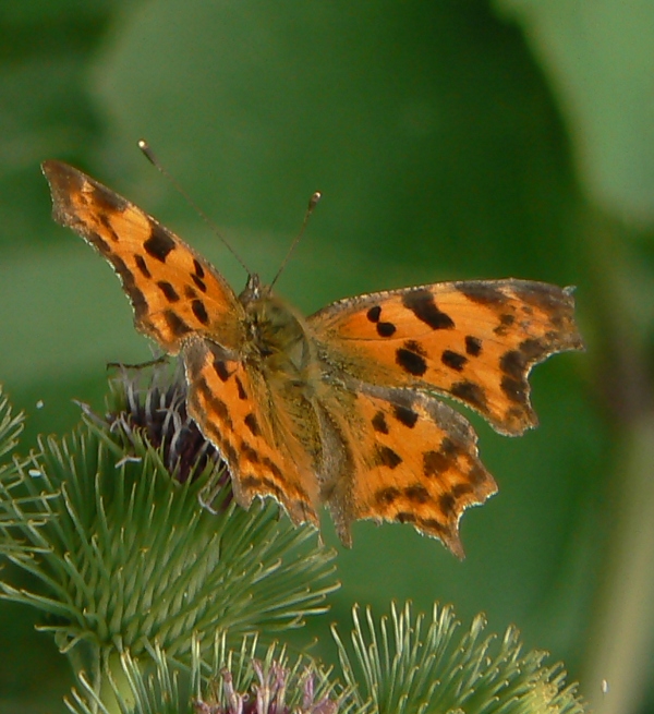 babôčka zubatokrídla (Polygonia c-album)