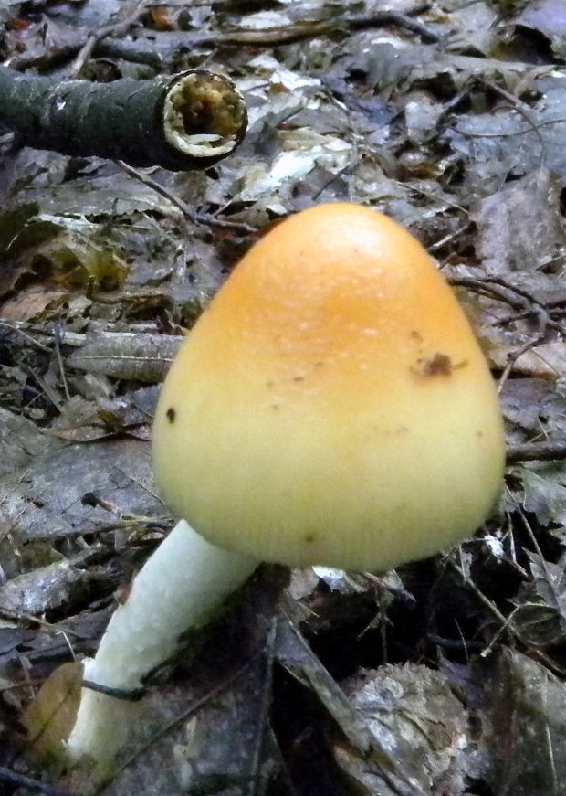 muchotrávka plavohnedá? Amanita fulva?