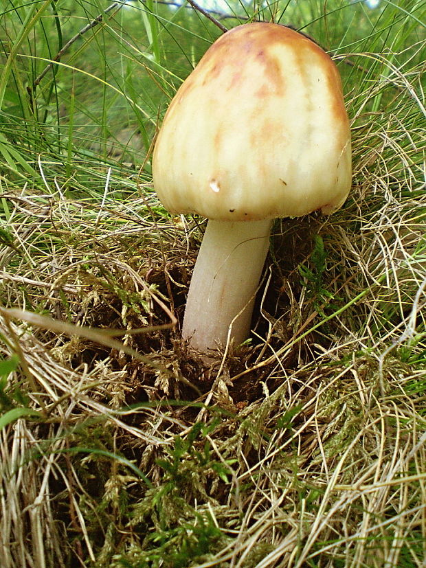 muchotrávka červenkastá Amanita rubescens Pers.