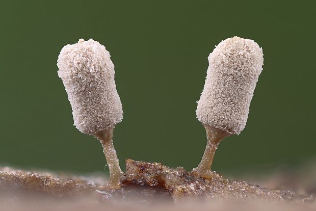 mištička popolavá Arcyria cinerea (Bull.) Pers.