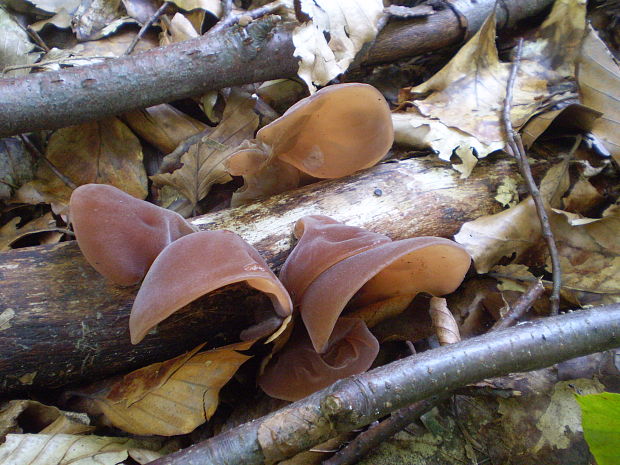 uchovec bazový Auricularia auricula-judae (Bull.) Quél.