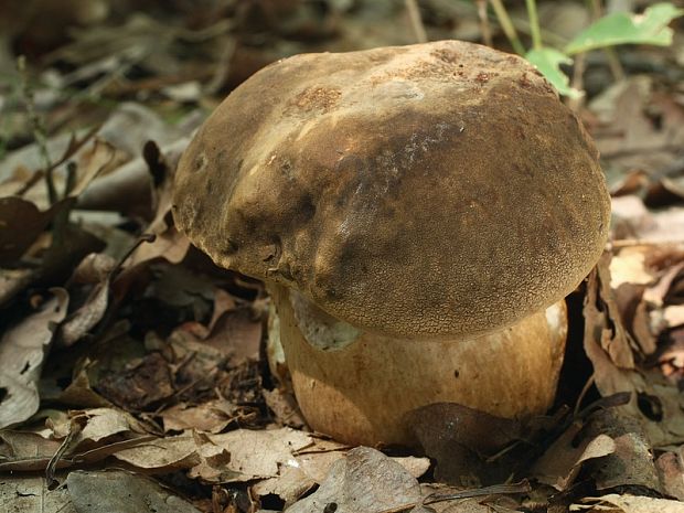 hríb bronzový Boletus aereus Bull. ex Fr.