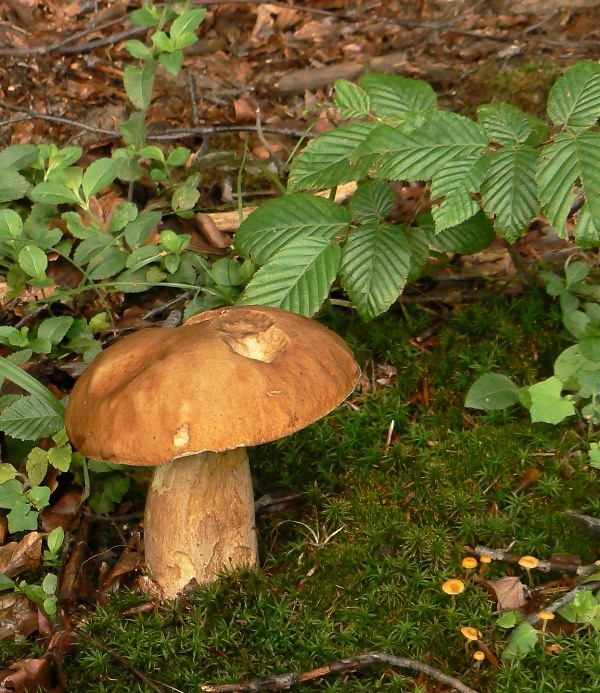 hríb smrekový Boletus edulis Bull.