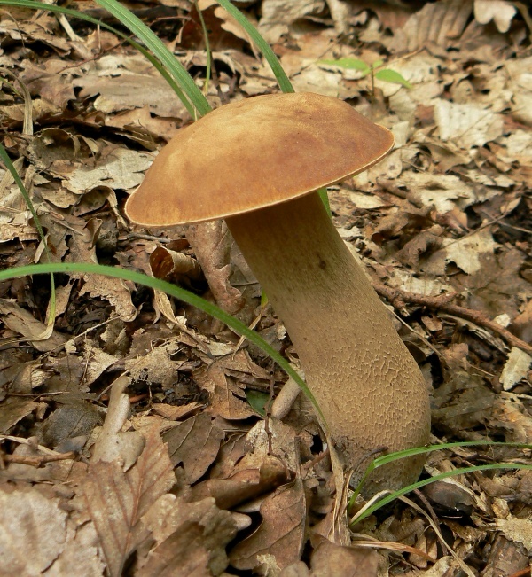 hríb dubový Boletus reticulatus Schaeff.