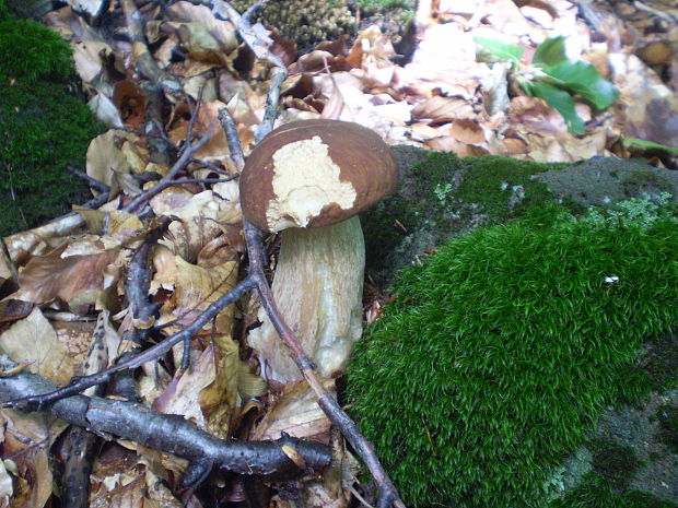 hríb dubový Boletus reticulatus Schaeff.