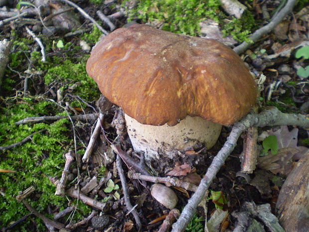 hríb dubový Boletus reticulatus Schaeff.