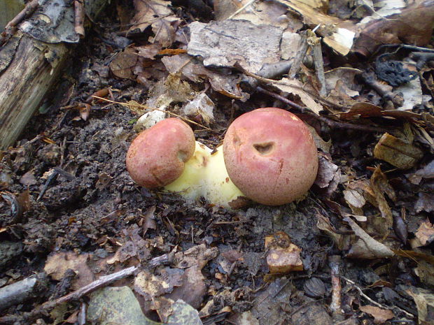 hríb kráľovský Butyriboletus regius (Krombh.) D. Arora & J.L. Frank