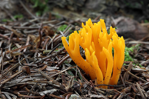 parôžkovec lepkavý Calocera viscosa (Pers.) Fr.