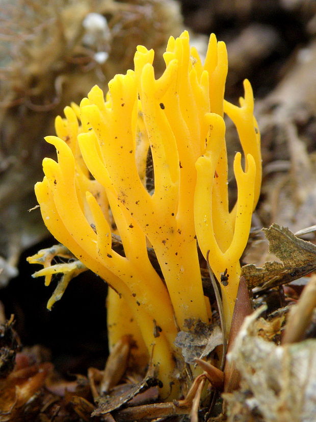 parôžkovec lepkavý Calocera viscosa (Pers.) Fr.