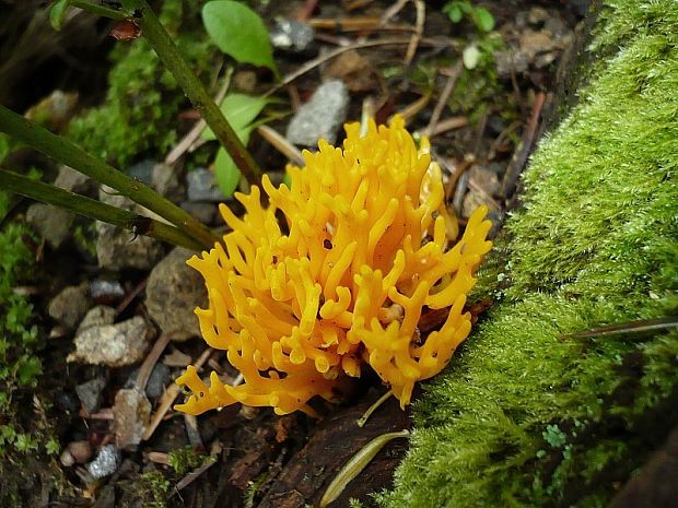 parôžkovec lepkavý Calocera viscosa (Pers.) Fr.