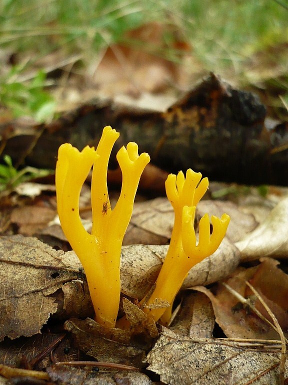 parôžkovec lepkavý Calocera viscosa (Pers.) Fr.