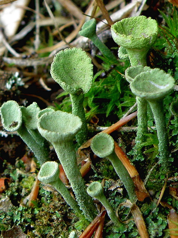 dutohlávka riasnatá Cladonia fimbriata (L.) Fr.