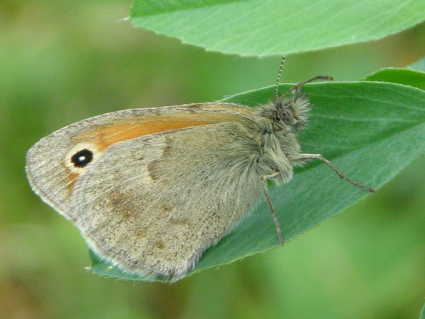 očkáň pohánkový Coenonympha pamphilus