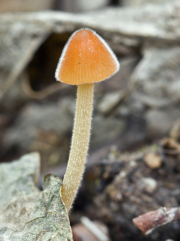 kapucňovec Conocybe sp.