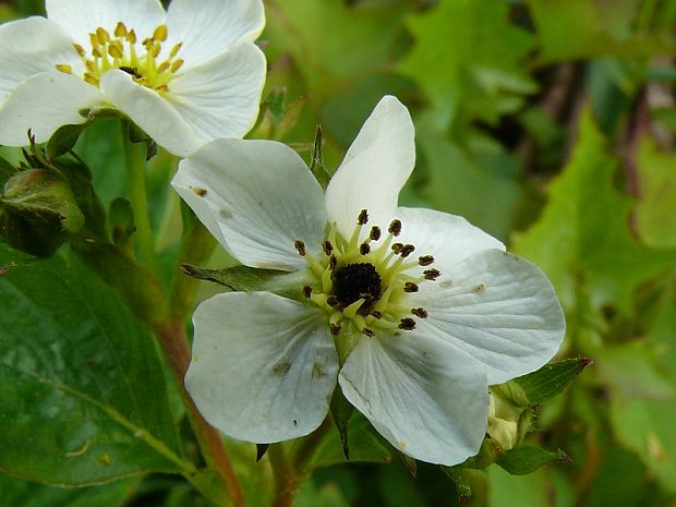 jahoda drúzgavicová Fragaria moschata (Duchesne) Weston