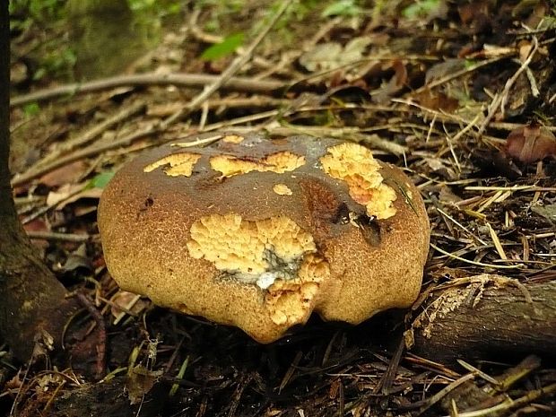 hríbnik modrejúci Gyroporus cyanescens (Bull.) Quél.