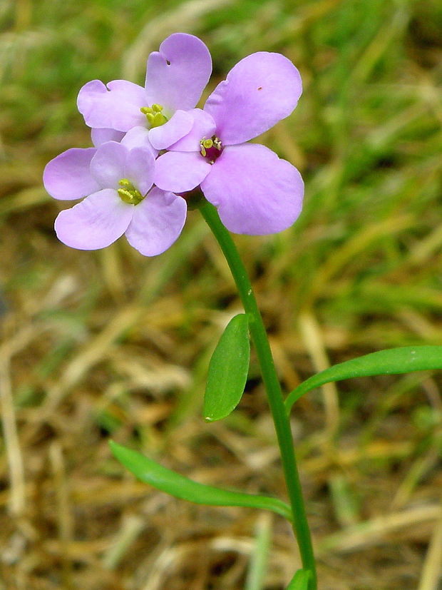 iberka okolíkatá  Iberis umbellata