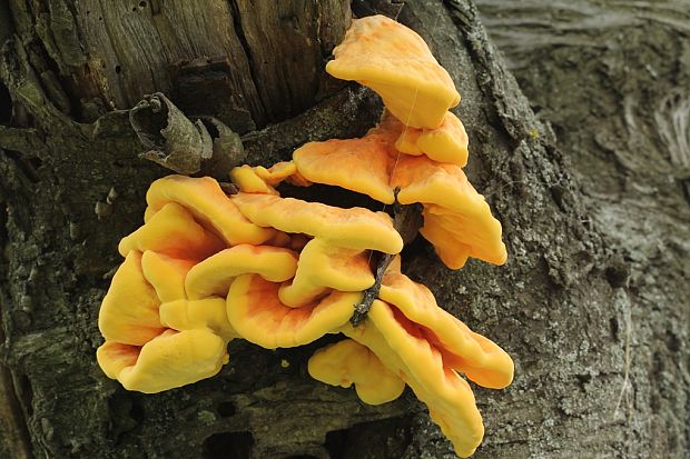 sírovec obyčajný Laetiporus sulphureus (Bull.) Murrill