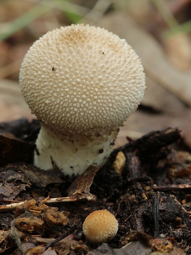 prášnica bradavičnatá Lycoperdon perlatum Pers.