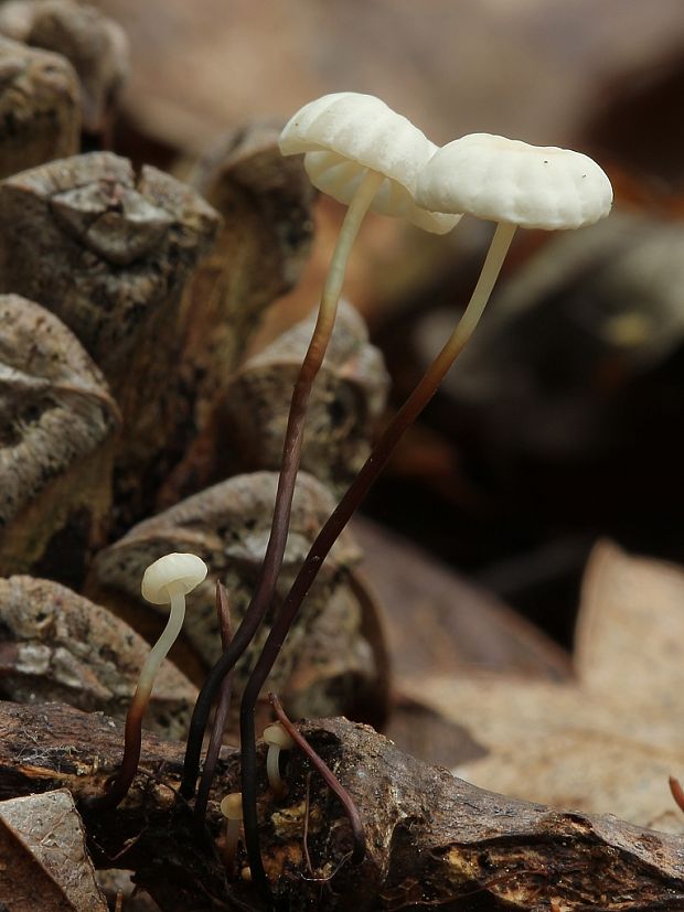 tanečnica golieriková Marasmius rotula (Scop.) Fr.