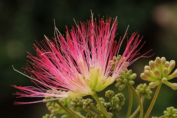 mimóza citlivá Mimosa pudica