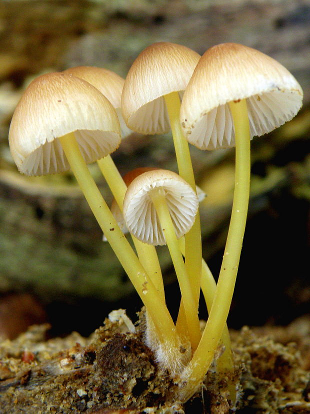 prilbička žltohlúbiková Mycena renati Quél.