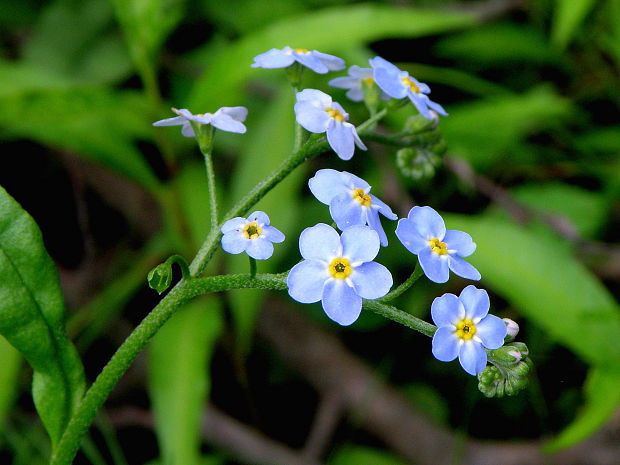 nezábudka močiarna Myosotis scorpioides L.